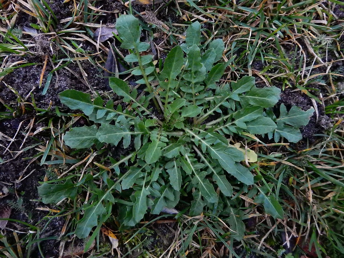Crepis bursifolia